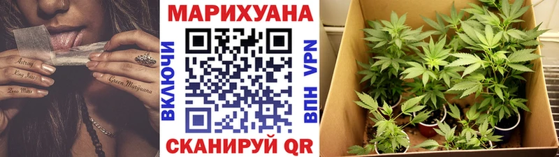 Конопля сатива  закладка  Межгорье 